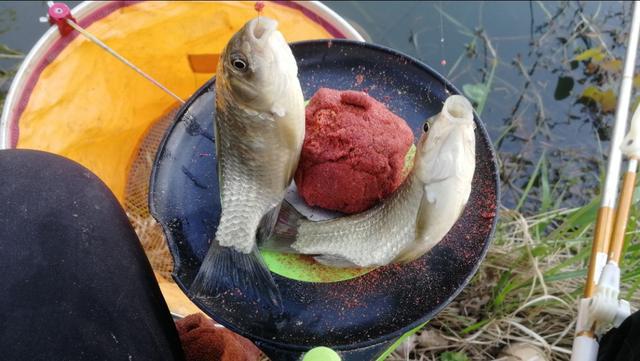 釣魚水庫餌料配方_水庫釣魚餌料_釣魚水庫餌料有哪些