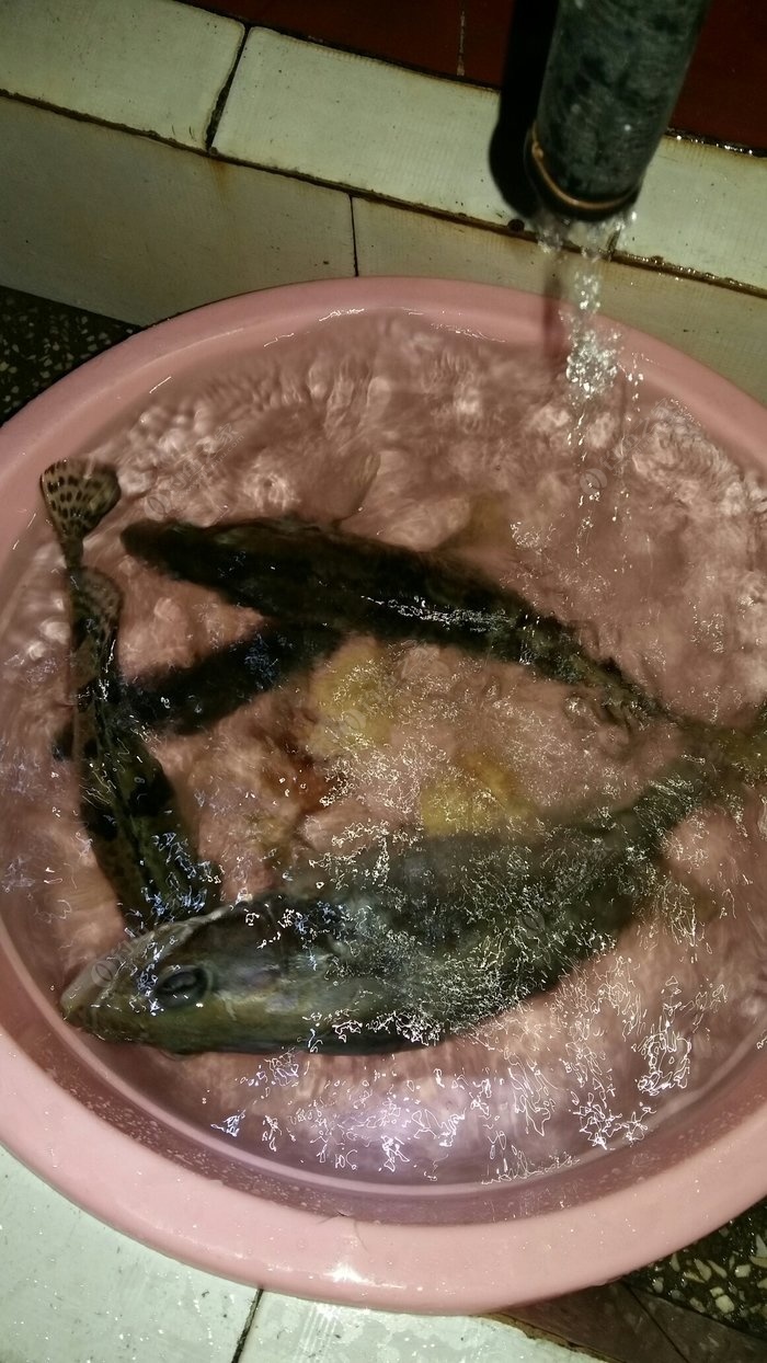 釣水位鱸魚近海釣還是遠釣_釣水位鱸魚近海釣還是遠水_近海釣鱸魚釣什么水位
