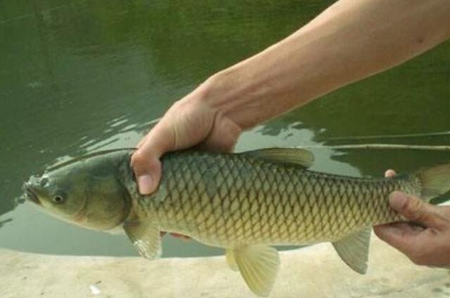 釣草魚教程_草魚釣法釣的最佳方法_釣草魚最簡單有效的釣法