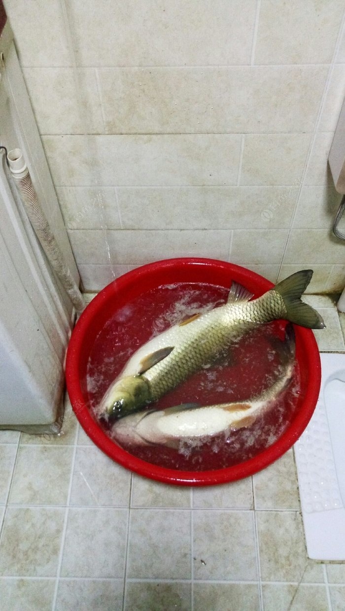 五月的草魚釣法_五月草魚釣法視頻_五月草魚怎么釣
