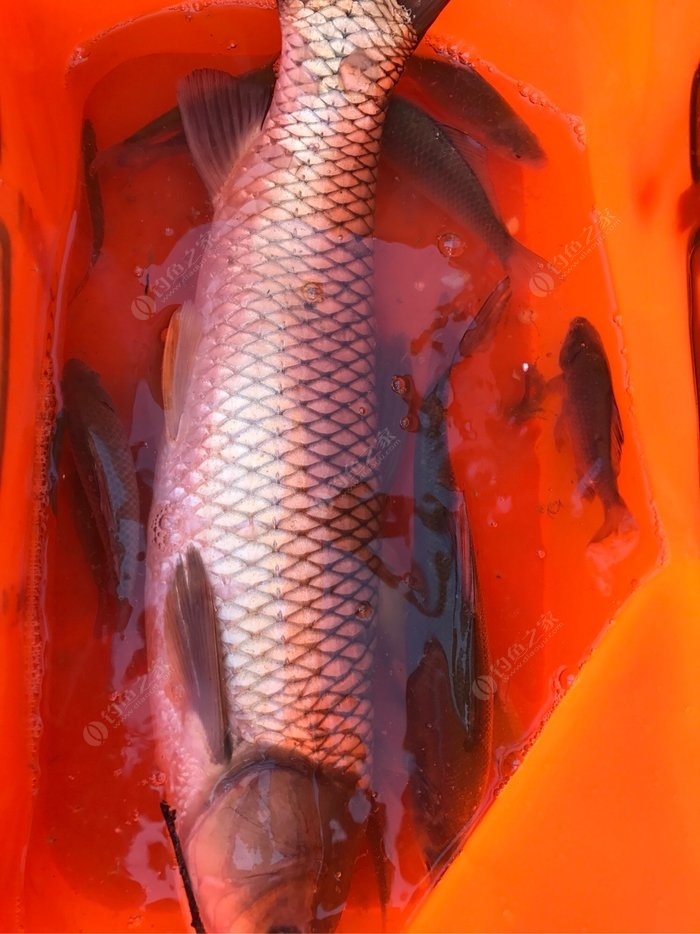 五月草魚怎么釣_五月的草魚釣法_五月草魚釣法視頻