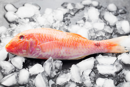巴浪魚是不是池魚_巴浪魚是什么魚_什么叫巴浪魚
