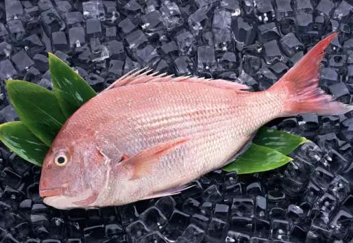 巴浪魚是不是池魚_巴浪魚是什么魚_什么叫巴浪魚
