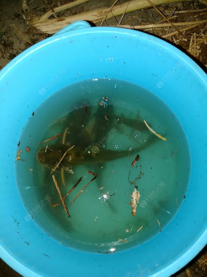 掛鉤餌料_魚餌怎么掛鉤_掛鉤魚餌用什么牌子好