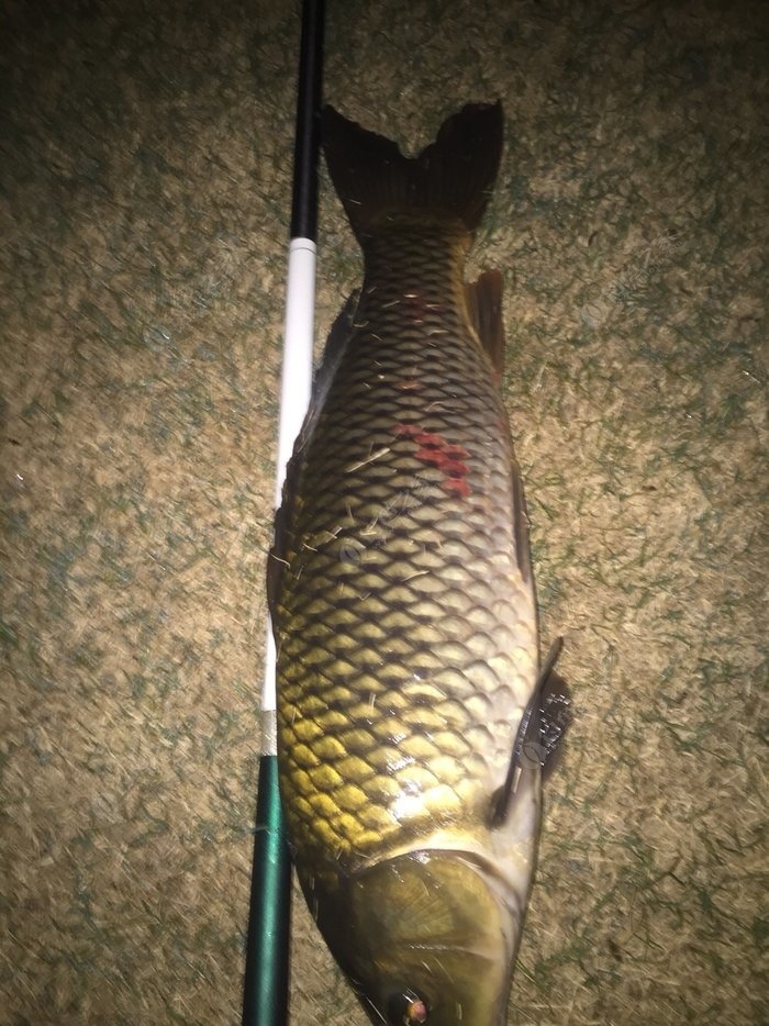 釣草魚的五個釣法技巧分享_草魚釣法釣的最佳方法_釣草魚教程
