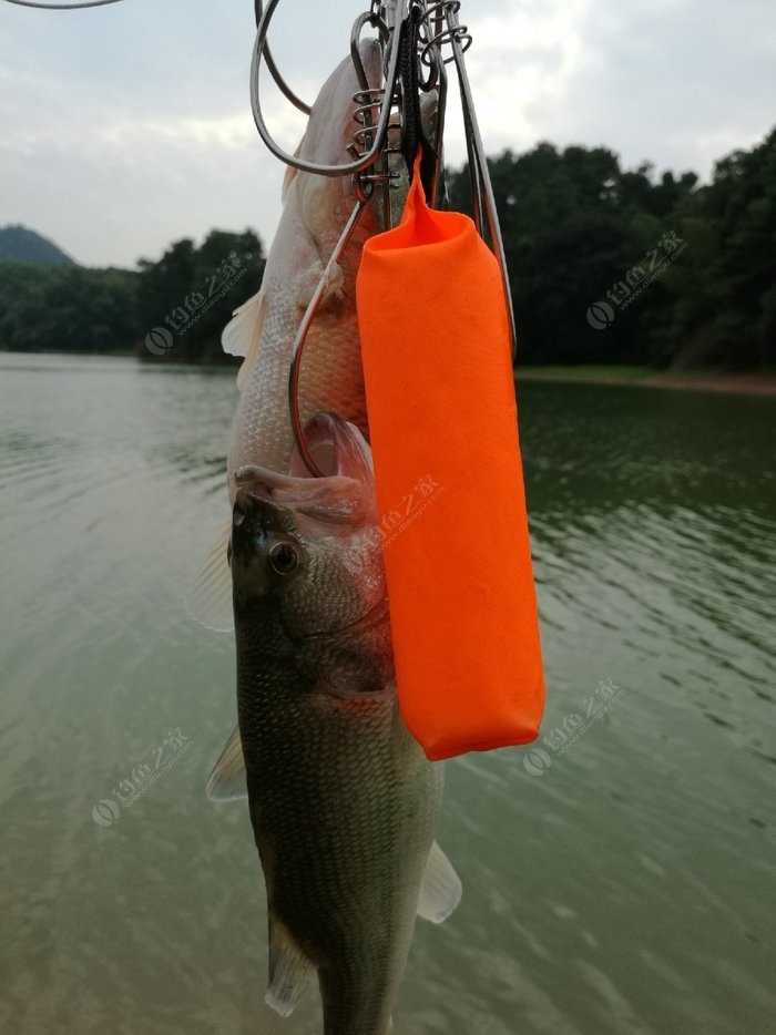 鱸魚用海竿怎么釣_近海釣鱸魚用多少號的桿子_海釣鱸魚用什么竿子