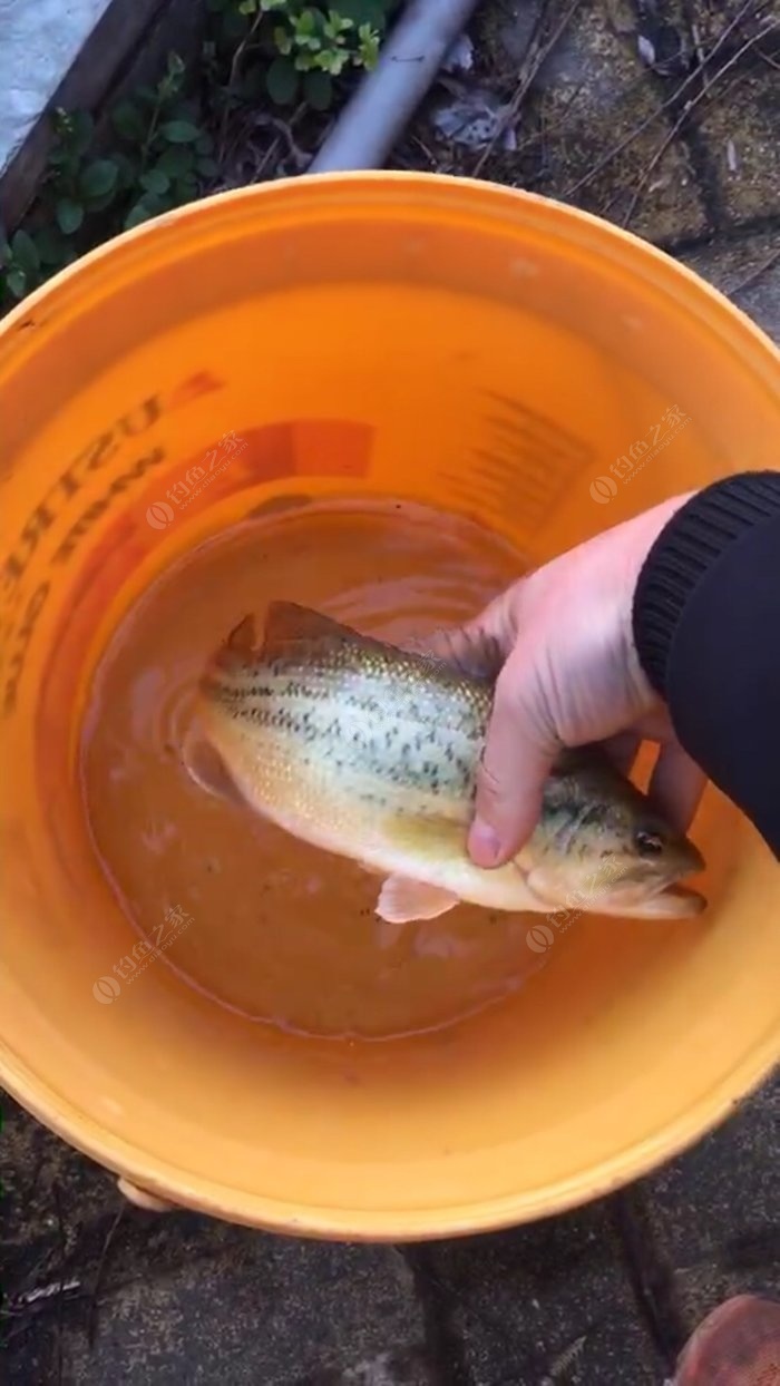 海釣鱸魚用什么竿子_近海釣鱸魚用多少號的桿子_鱸魚用海竿怎么釣