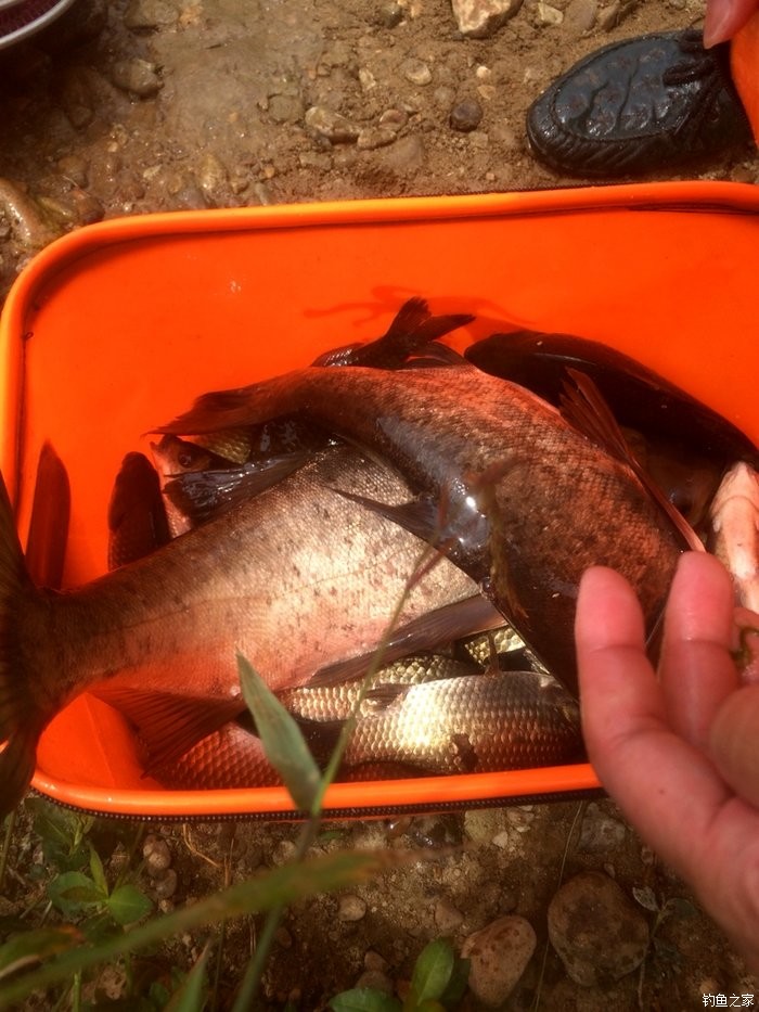 草魚釣法最佳時間_草魚最好釣的時間_釣草魚的最佳時間及用餌技巧