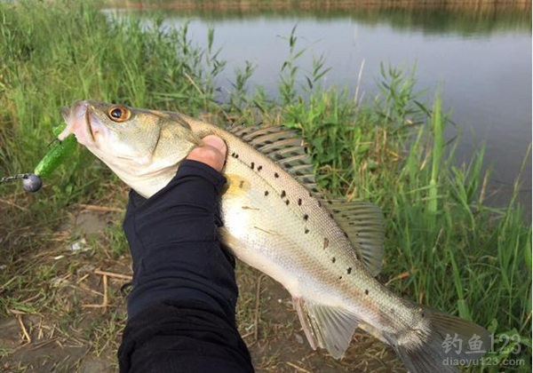 海釣鱸魚用什么竿子_海釣鱸魚桿子推薦_近海釣鱸魚用多少號的桿子