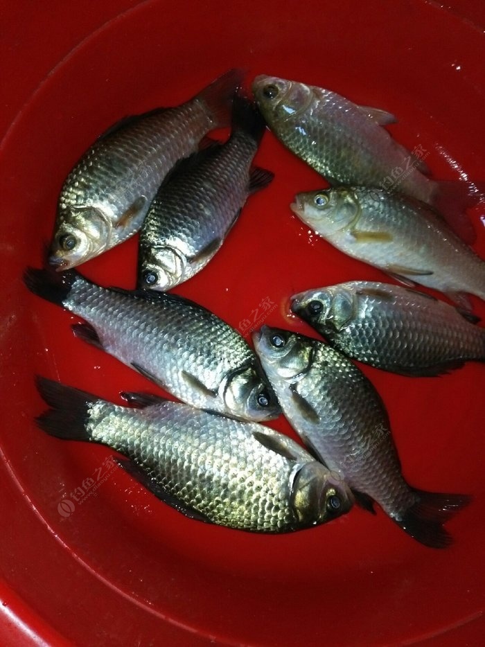 釣鯽魚線組搭配視頻_鯽魚線子臺釣用幾號鉤_臺釣鯽魚子線