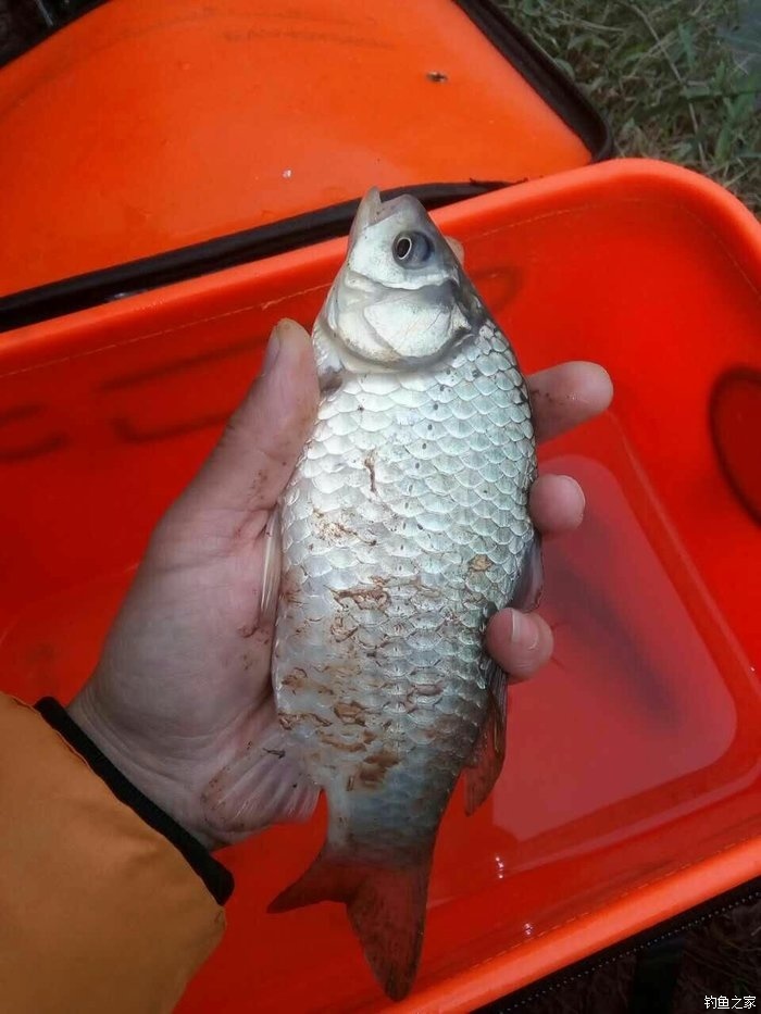 爆炸鉤草魚怎么釣_爆炸鉤釣草魚用什么餌最好_草魚釣法爆炸鉤使用
