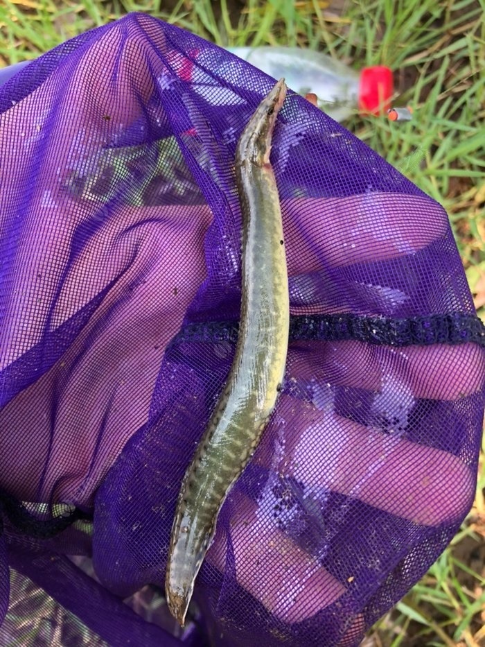 冬季釣魚鉤用多大_冬季釣魚用鉤_冬季魚鉤的選擇