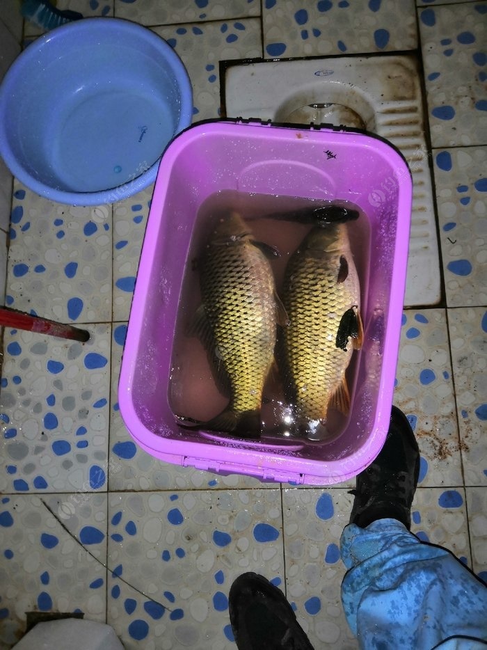 冬季釣魚鉤用多大_冬季魚鉤的選擇_冬季釣魚用鉤