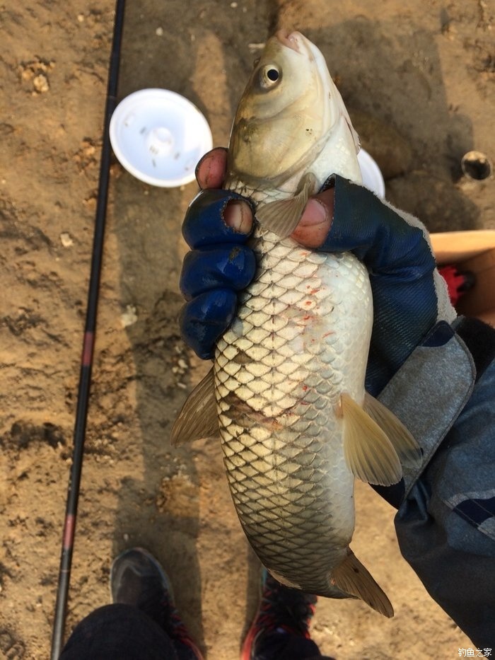 爆炸鉤草魚餌怎么做_爆炸鉤草魚鯉魚餌料制作_草魚釣法爆炸鉤使用