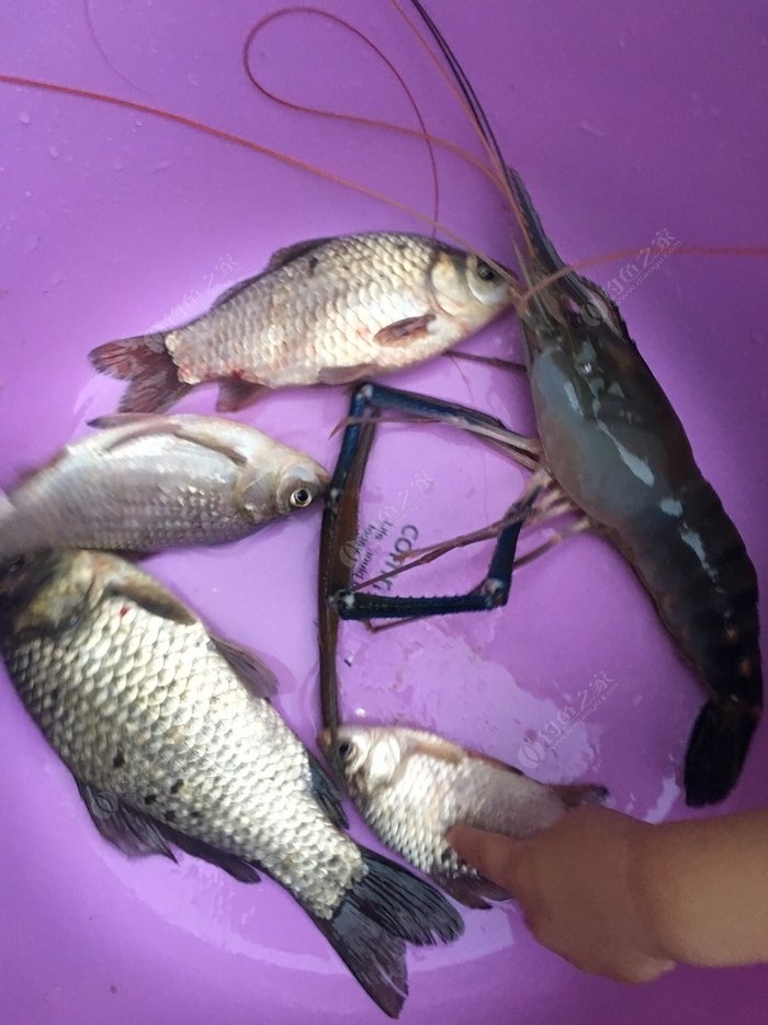 海釣鱸魚什么竿好_近海釣鱸魚釣竿怎么選_釣鱸魚用什么海竿