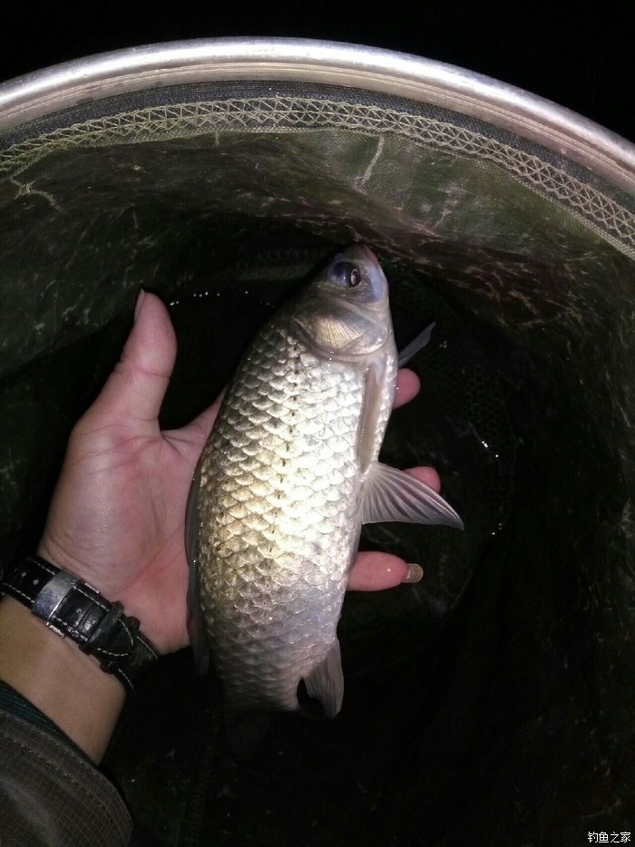 海釣鱸魚什么竿好_選鱸魚近釣竿海釣可以嗎_近海釣鱸魚釣竿怎么選