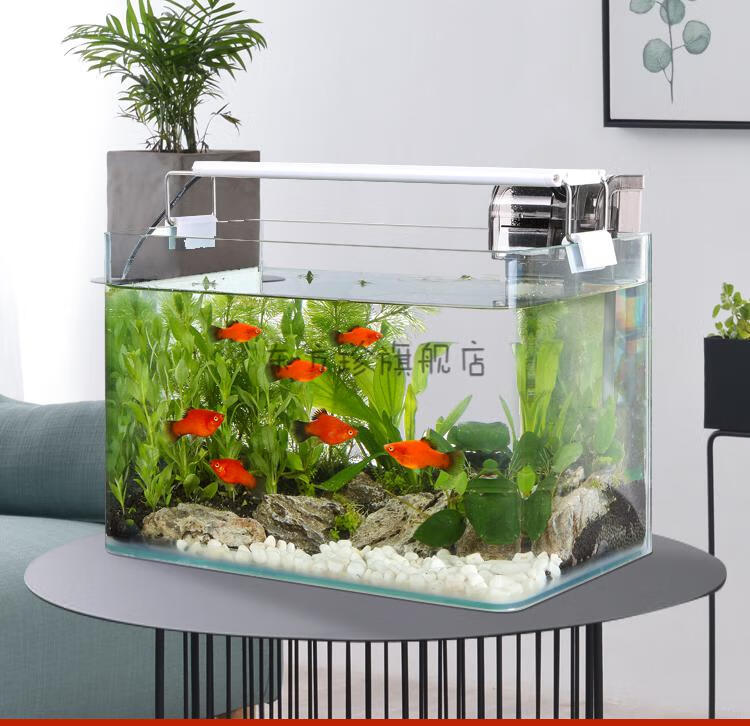 金魚品種介紹_金魚品種介紹視頻大全_十大最好養的金魚