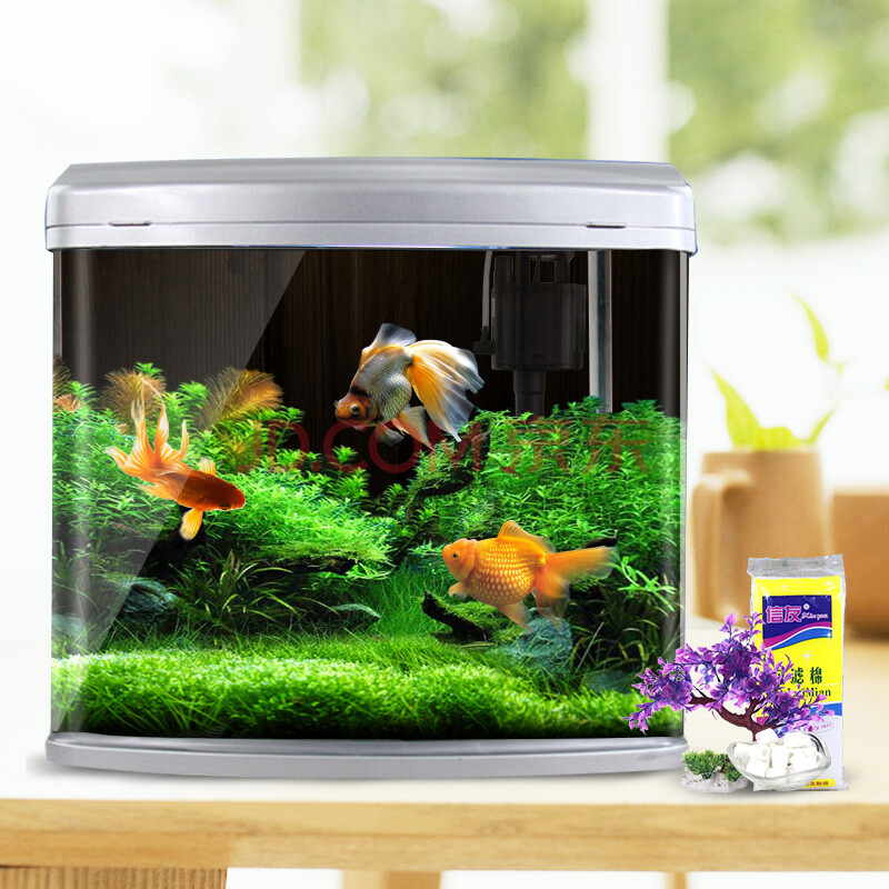 金魚品種介紹視頻大全_十大最好養的金魚_金魚品種介紹