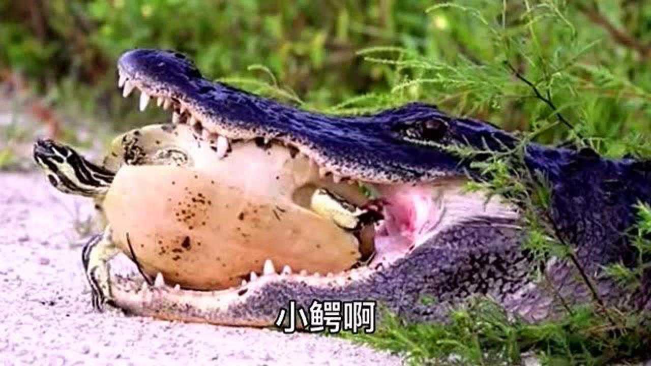 巴西圖片鱷龜圖片大全_巴西龜圖片高清_巴西鱷龜圖片