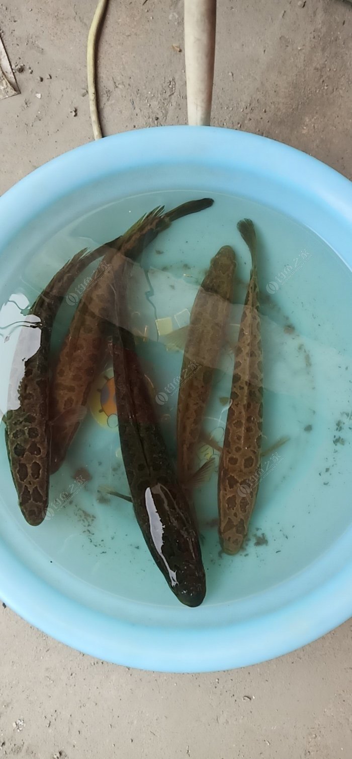 釣鯉魚魚鉤選擇多大的_釣鯉魚魚鉤的選擇_釣鯉魚魚鉤選擇多長的