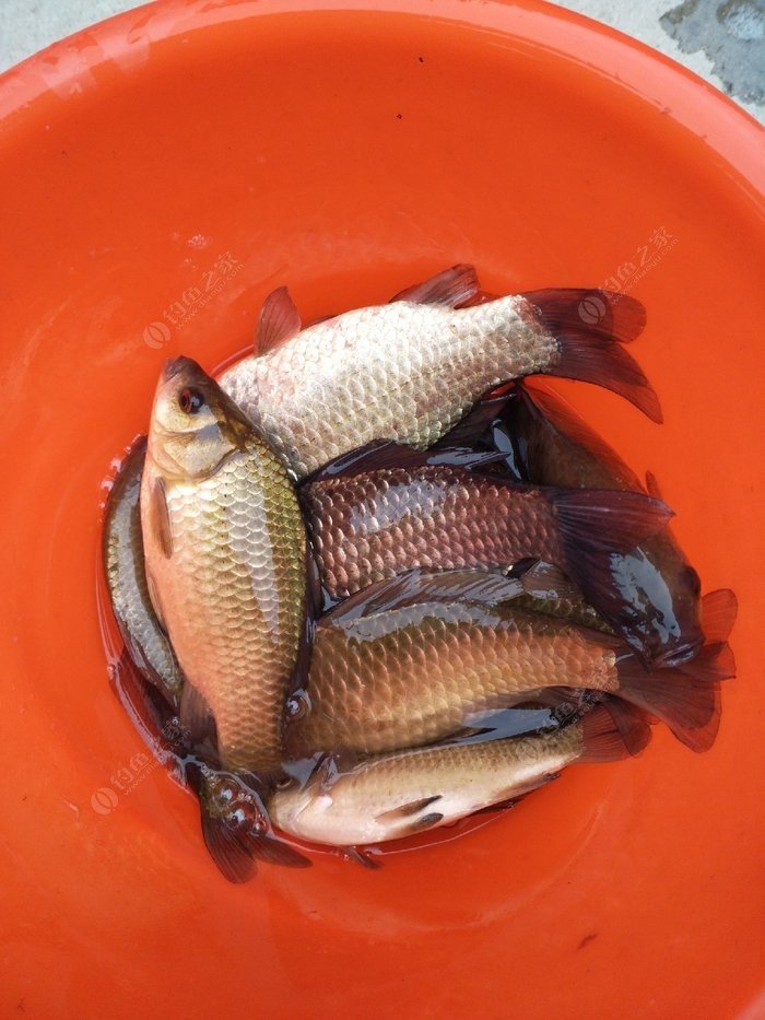 深秋如何釣草魚_深秋釣草魚用什么餌料_深秋草魚釣底還是釣浮
