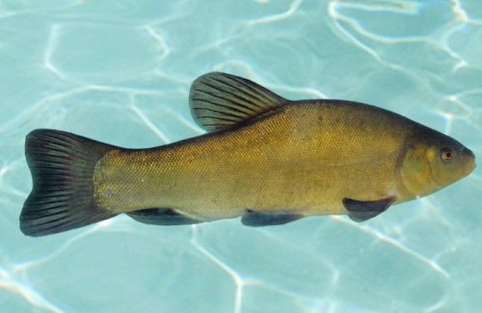 野生黑魚多少錢一斤_野生黑魚多少錢一斤_野生黑魚多少錢一斤