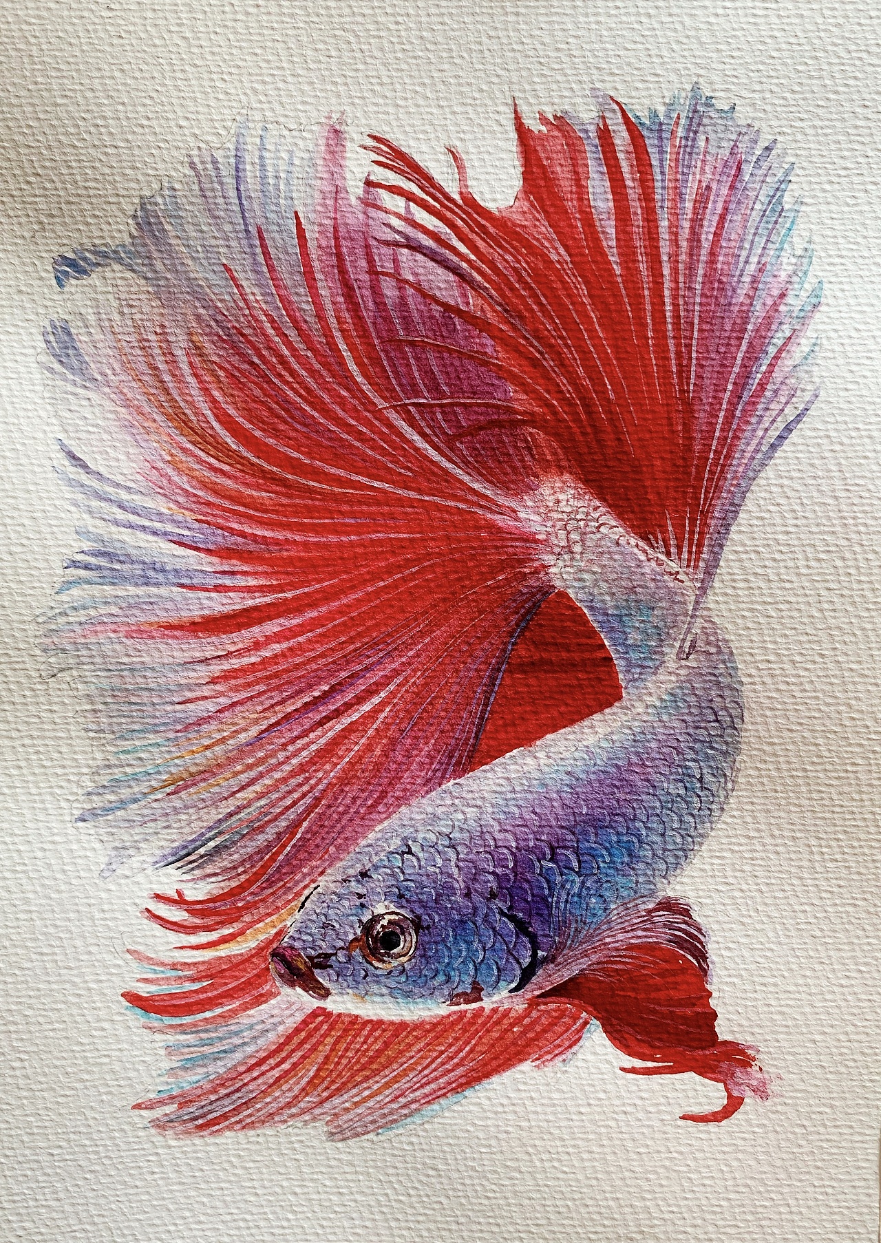 野生黑魚多少錢一斤_野生黑魚多少錢一斤_野生黑魚多少錢一斤