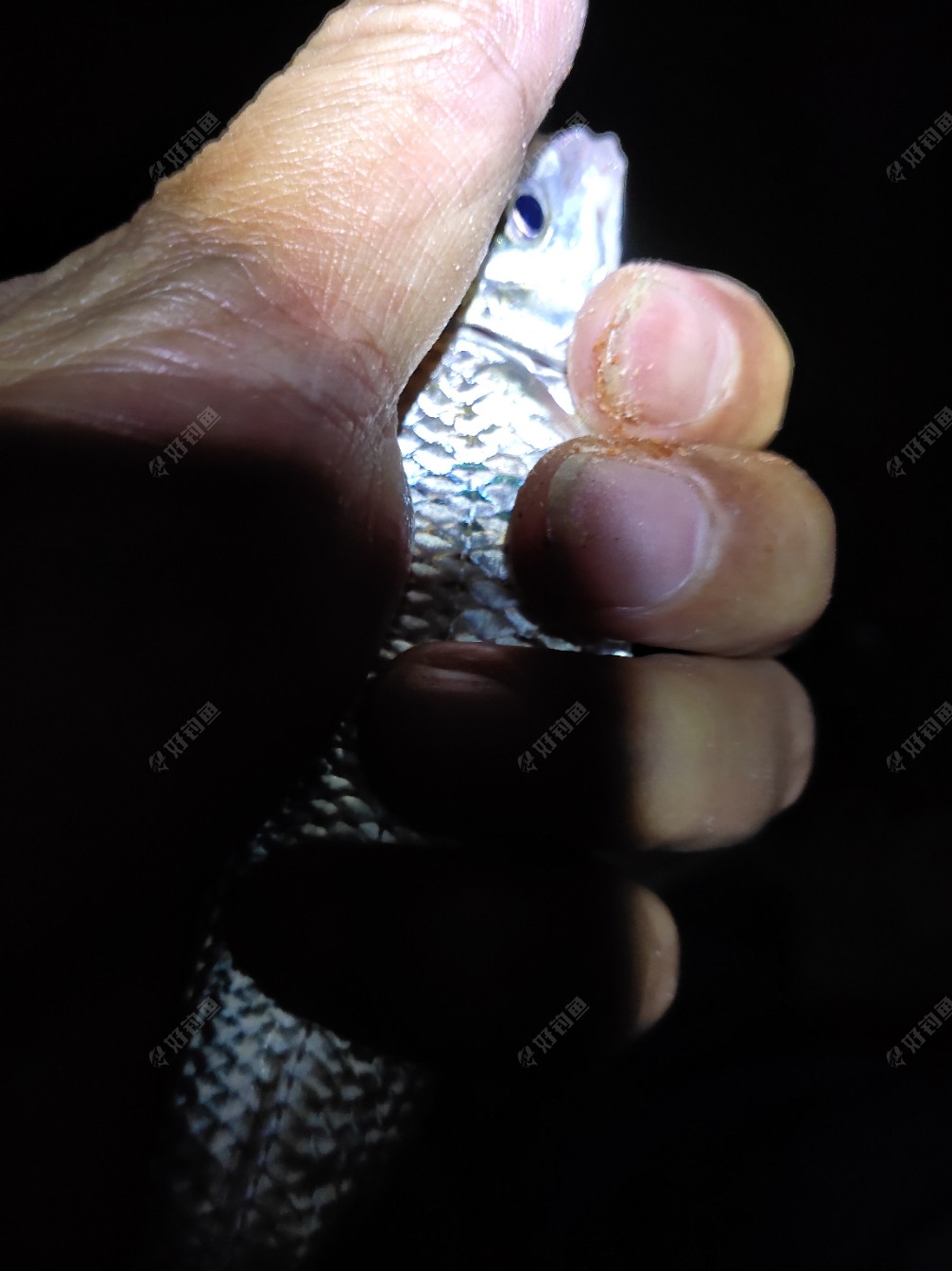 釣鰱魚用海桿怎么釣_釣鰱魚是用海竿好還是手竿_怎么用海桿釣鰱魚視頻