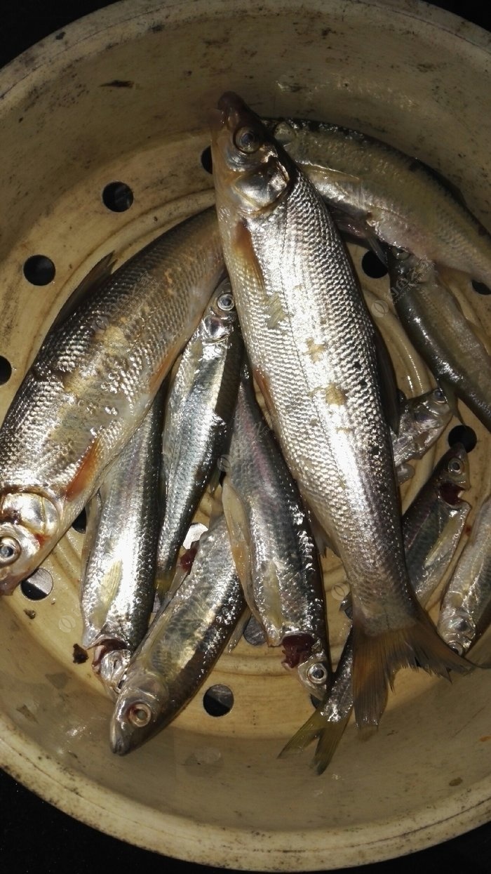 程寧調漂_程寧釣魚視頻調五釣五如何找底_程寧釣浮調漂視頻教程