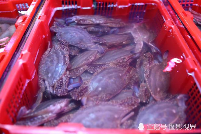 梭子蟹蒸多久_蒸梭子蟹的正確方法_蒸梭子蟹的正確做法