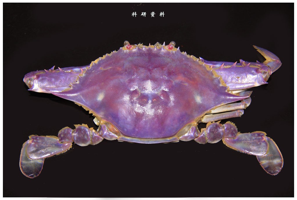 蒸梭子蟹的正確做法_梭子蟹蒸多久_蒸梭子蟹的正確方法