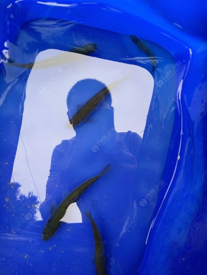 浮釣草魚_草魚釣法浮釣還是沉底_釣浮草魚沉底釣法大全