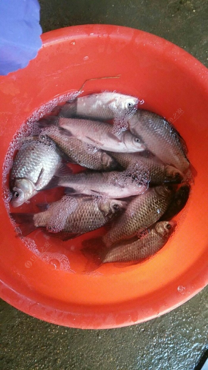 鯉魚冬天怎么釣_冬天釣鯉魚怎么調票_冬天釣鯉魚技巧
