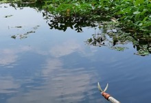 秋季釣草魚_秋天如何釣草魚_秋天野釣草魚