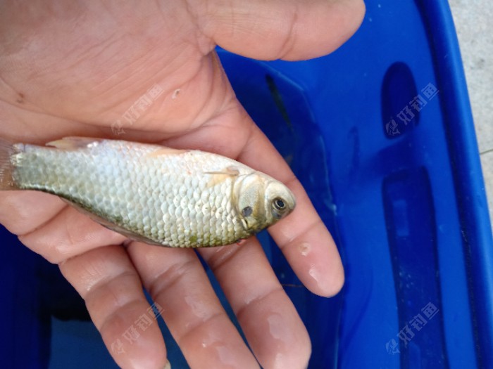 秋季釣草魚_秋天如何釣草魚_秋天野釣草魚