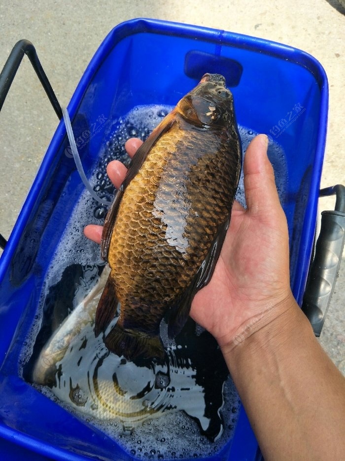 秋天如何釣草魚_秋季釣草魚_秋天野釣草魚