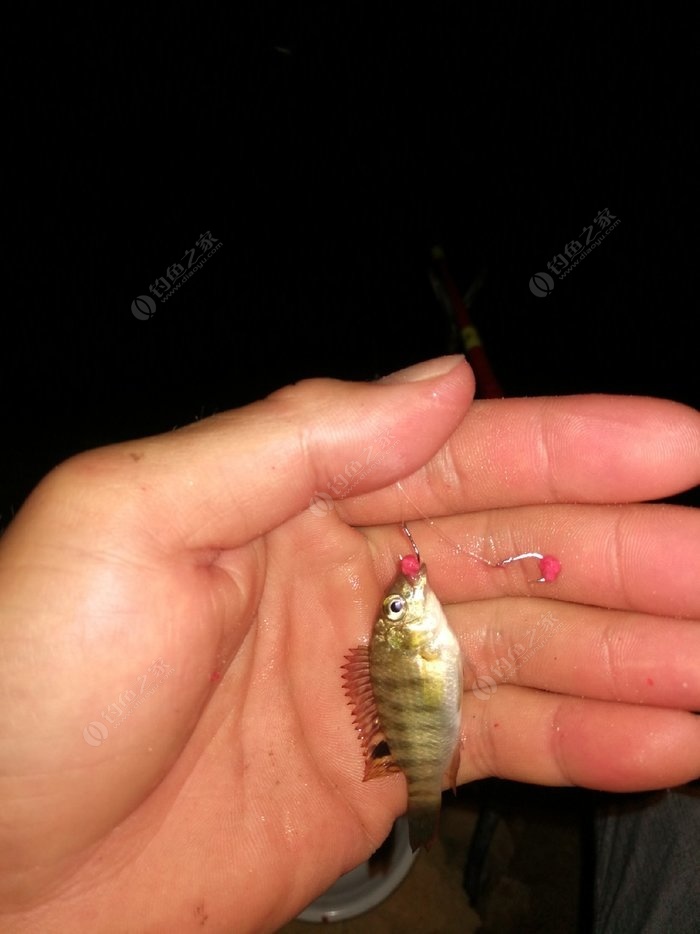 程寧釣魚調漂技巧視頻_程寧釣魚教學視頻全集釣鯉魚_程寧釣魚視頻調五釣五如何找底