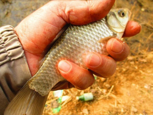 秋季鯉魚怎么釣_秋季鯉魚技巧野釣圖解_秋季野釣鯉魚技巧