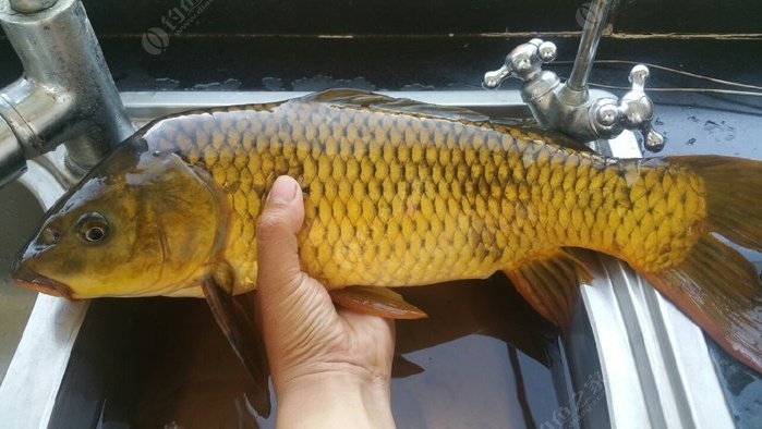 秋季鯉魚技巧野釣圖解_秋季野釣鯉魚技巧_秋季鯉魚怎么釣