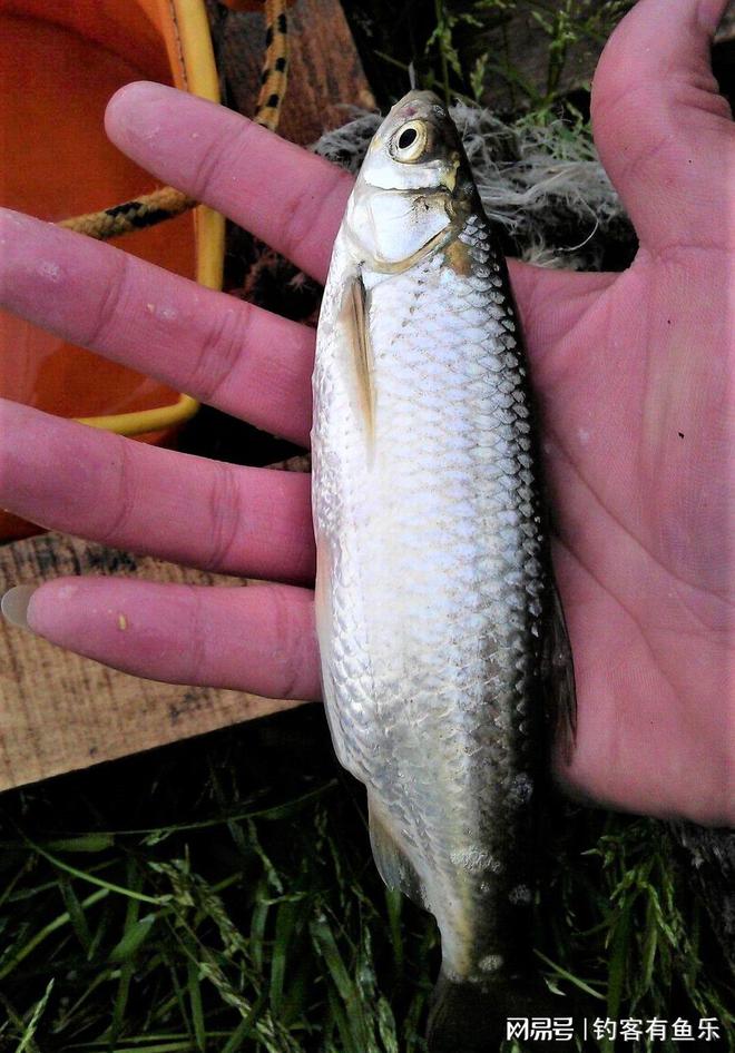 冬天如何釣草魚_冬天釣草魚視頻教程_冬季釣草魚五大技巧