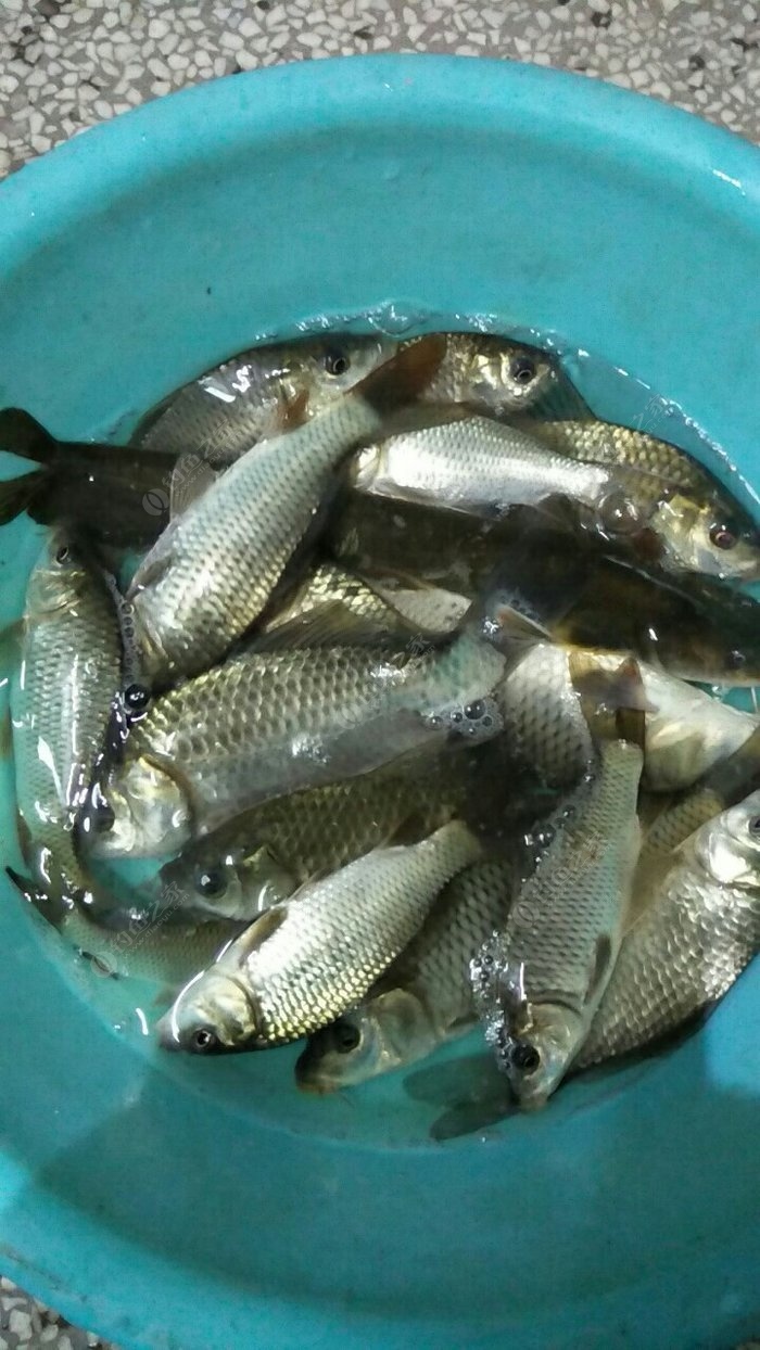 野釣鯽魚最佳配方大全_野釣鯽魚餌料配方大全野釣_野釣配方鯽魚大全餌料有哪些