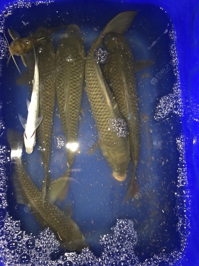 釣鯉魚技巧視頻_誘鯉魚聲波_釣鯉魚技巧音頻