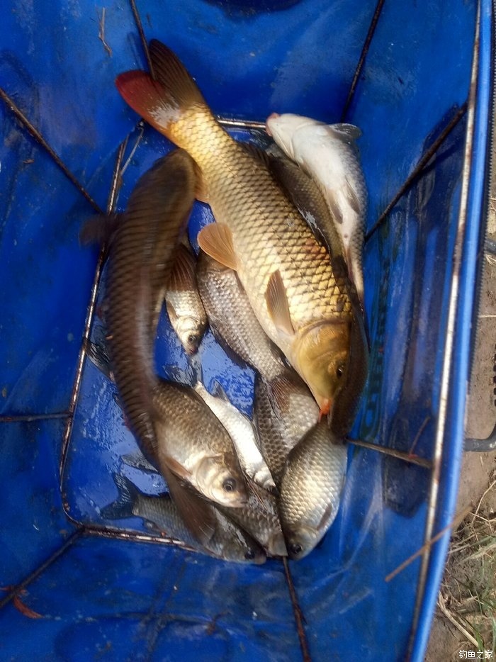 誘鯉魚聲波_釣鯉魚技巧音頻_釣鯉魚技巧視頻