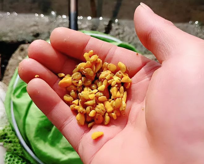 餌料制作鰱魚方法大全_餌料制作鰱魚方法視頻_鰱魚餌料制作方法