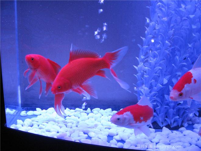 金魚用什么水養比較好_金魚用水什么水養好_養金魚養水