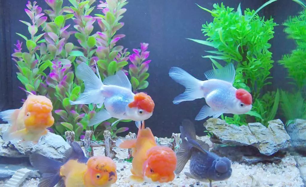 金魚用什么水養比較好_金魚用水什么水養好_養金魚養水
