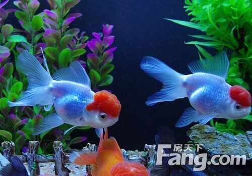 養金魚養水_金魚用水什么水養好_金魚用什么水養比較好
