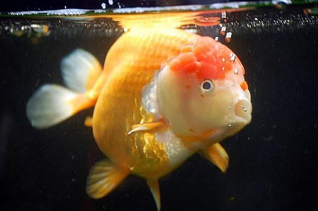 金魚養水_金魚用什么水養比較好_養金魚的水要用什么水