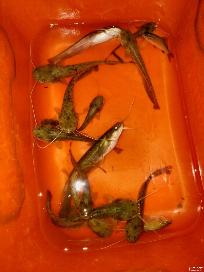 釣魚調漂的正確方法圖_釣魚的正確方法教程_釣魚的正確調漂方法