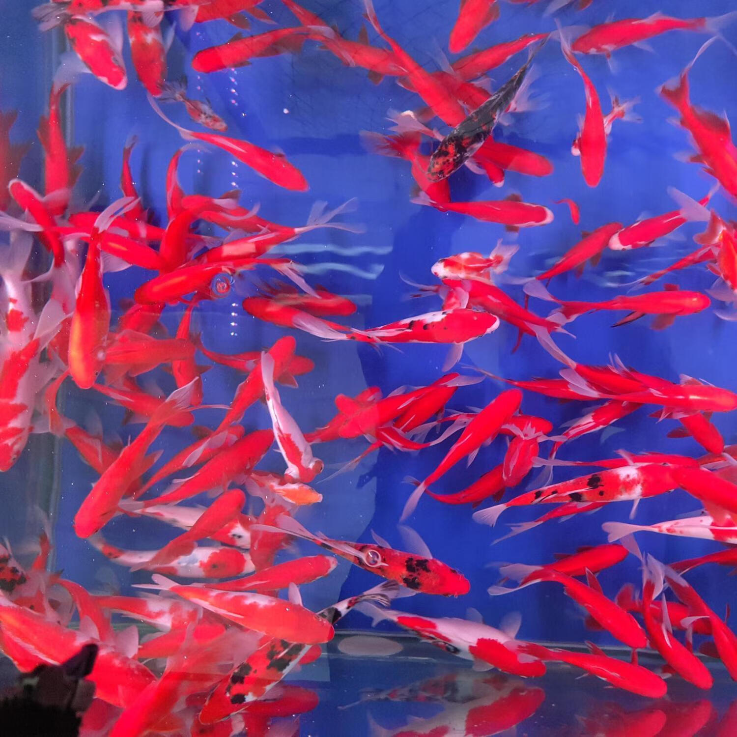 錦鯽魚和錦鯉混養風水_錦鯽魚壽命大概是多久_錦鯽魚吃水草